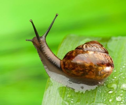 10 Remedios Ecológicos Para Caracoles Y Babosas