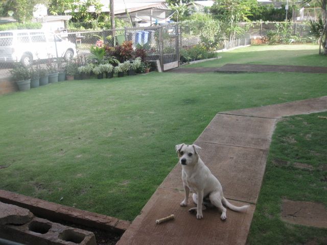 Nida's Garden