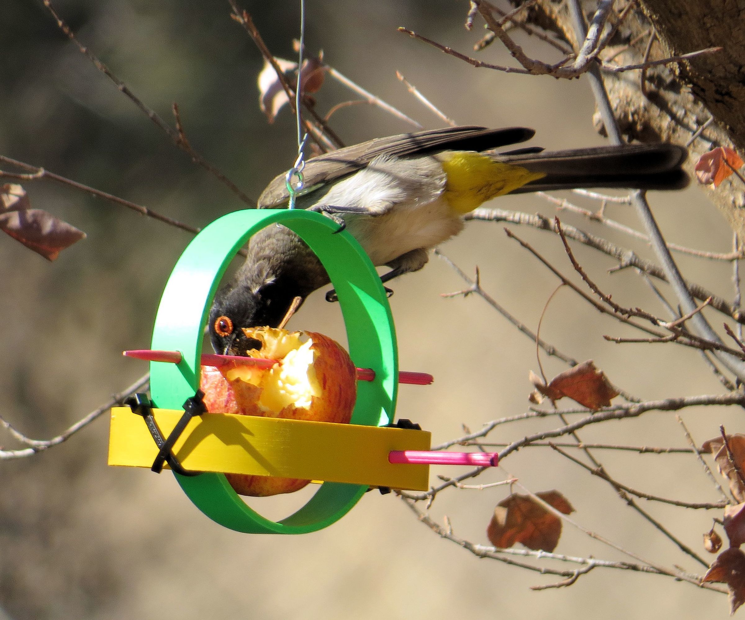 Fruity Bird Feeder