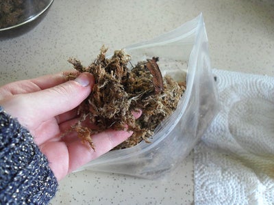 Layer 2: Moss Base 