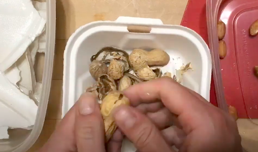Shell Peanuts