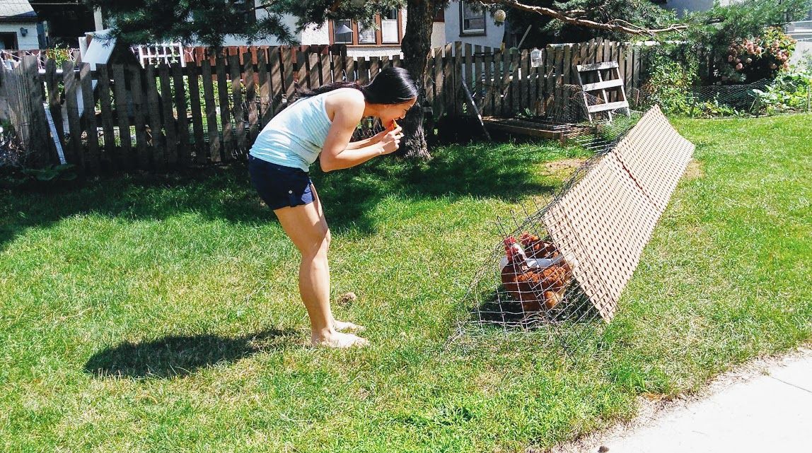 Rotating Run: Chicken Coop Extension : 9 Steps (with Pictures ...
