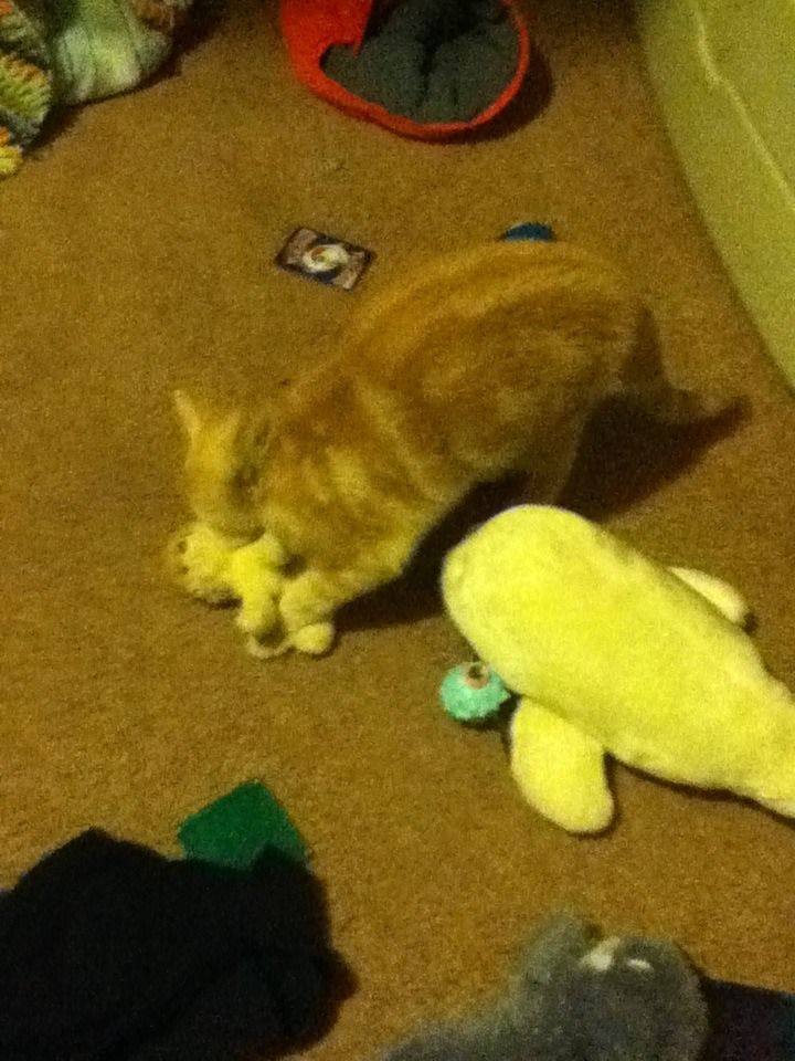 How to Make Your Cat Happy