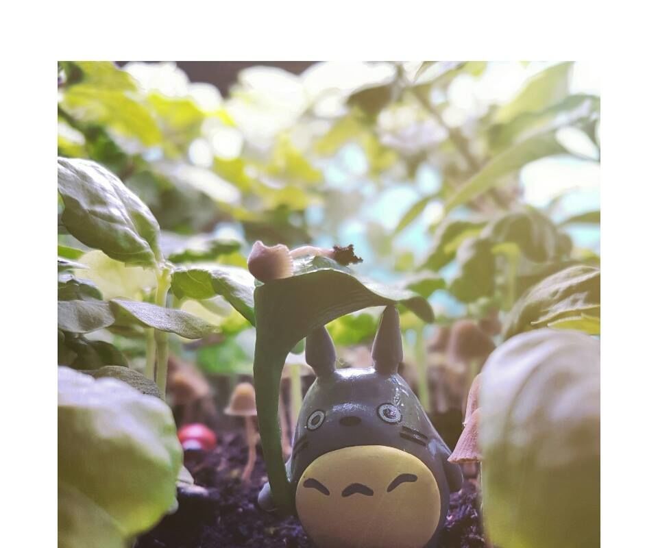 Indoor Green House: Grow Plants Inside Your House !