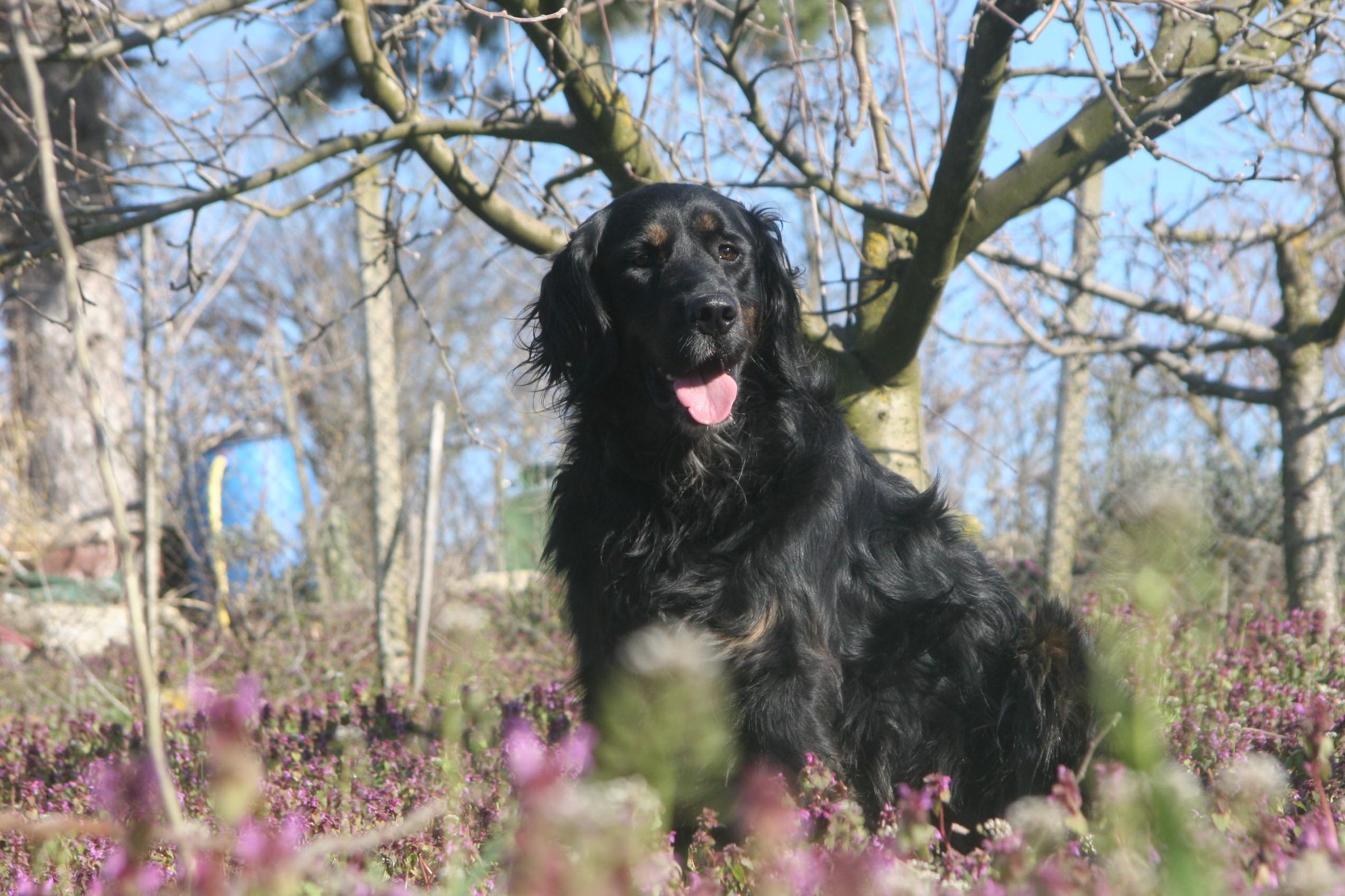 The Do's and Don'ts of Taking Pretty Pet Pics!
