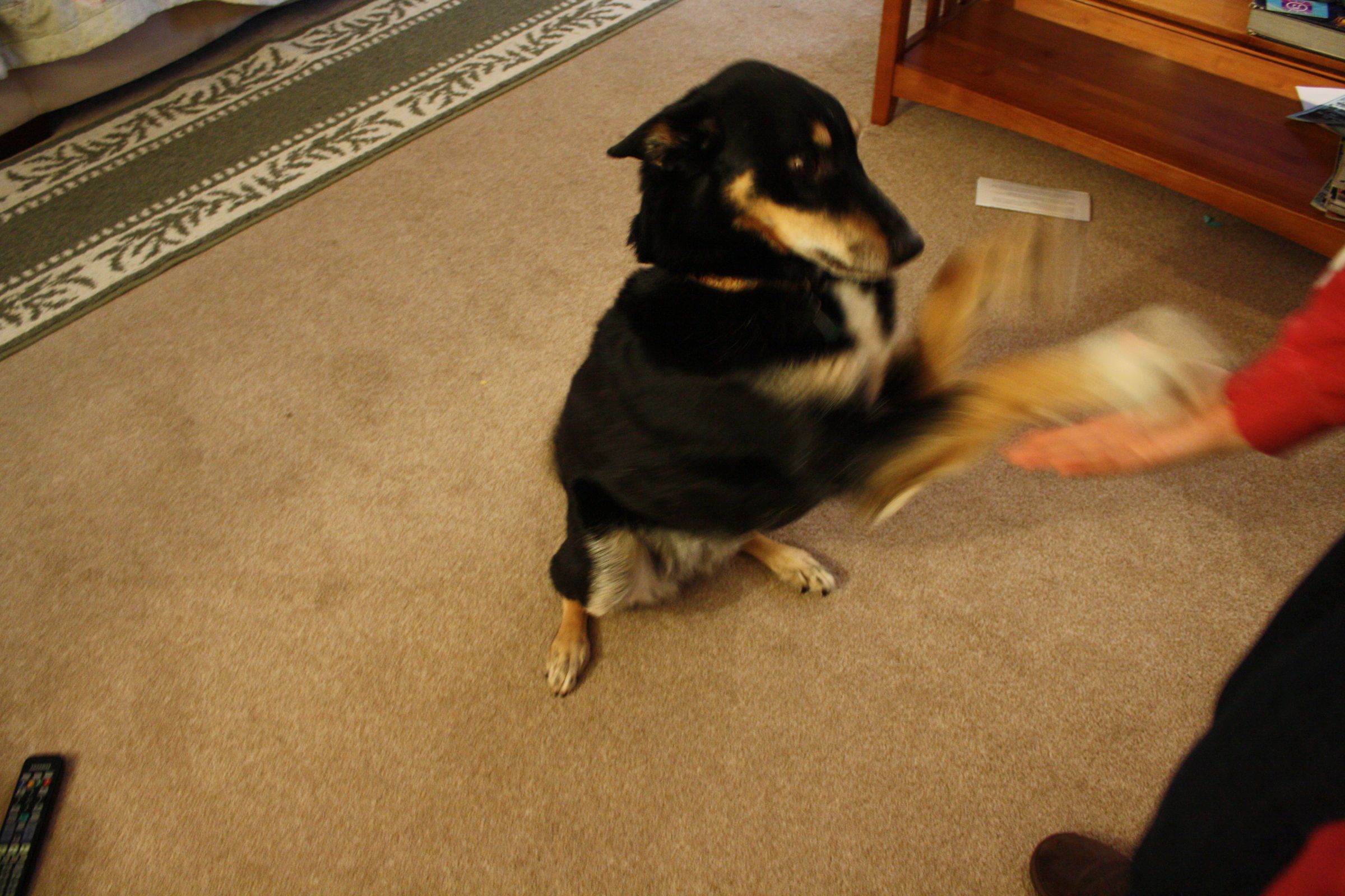 How to Make Your Dog Jump Up and Kiss Your Face 5 Steps Instructables