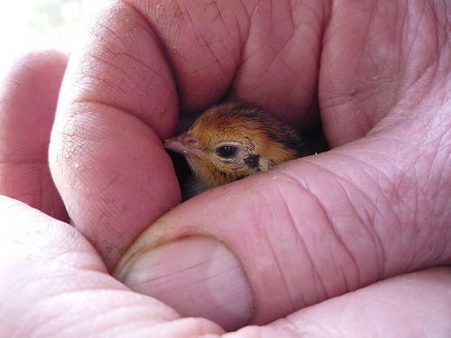 Hatching and Raising Quails Organically With a Mother Hen - La Basse-cour Bio - Les Cailles
