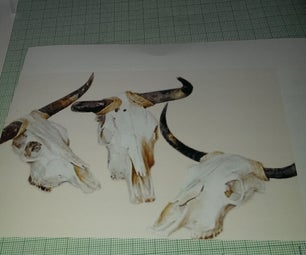 Cow Skull