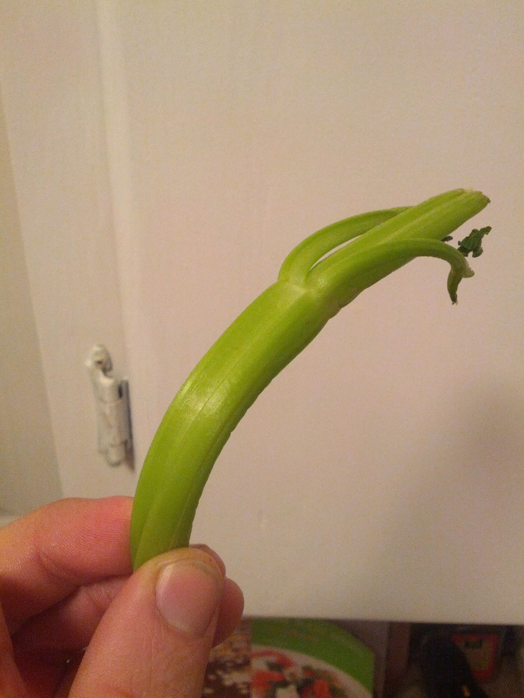 How to Make Celery Crispy Again!