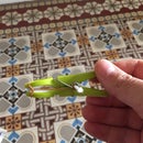 Mini Crossbow Enhancement