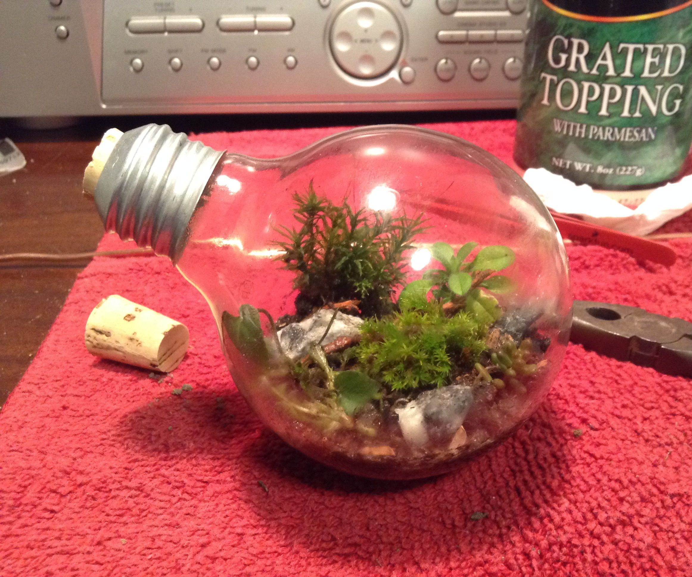 How to Make a Light Bulb Terrarium