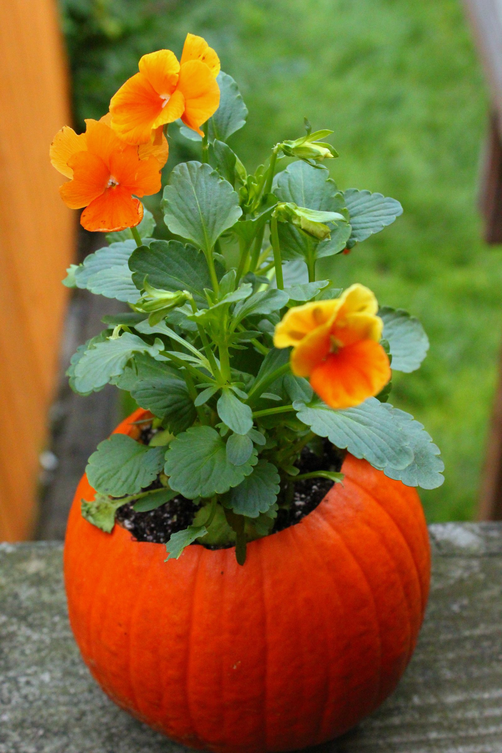 Flower Pot Pumpkins