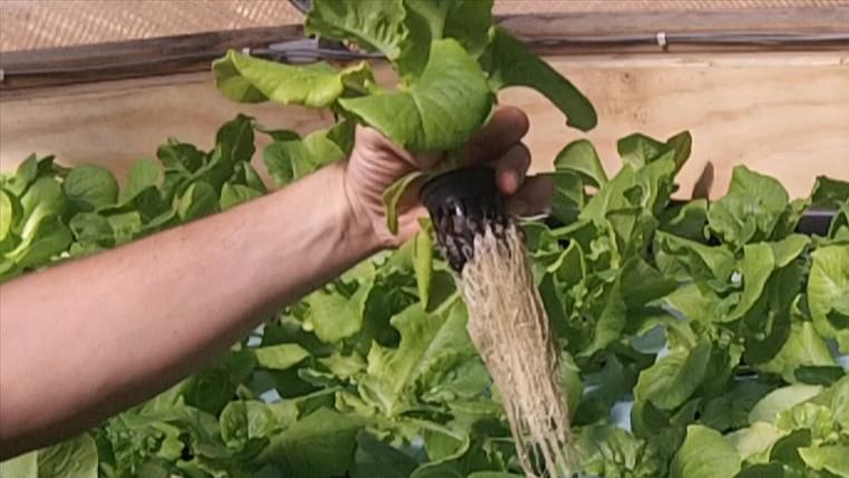 Building the Aquaponic System - Part 3 of 3