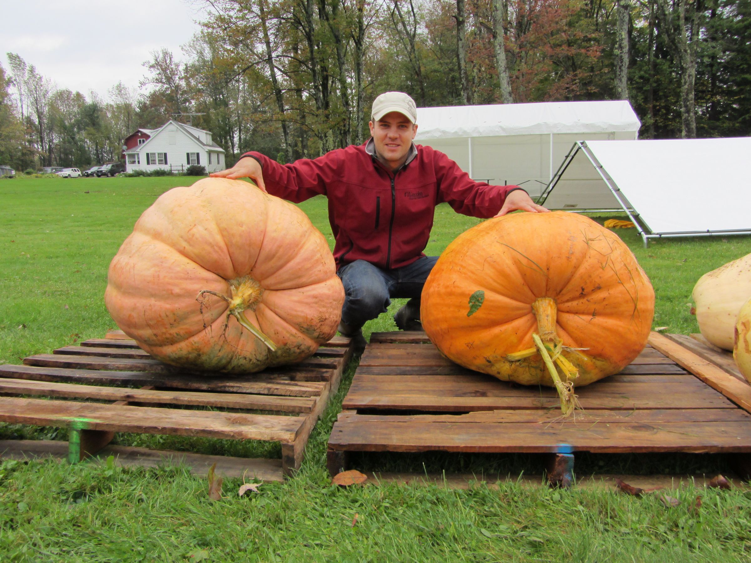 Giant Pumpkins Make Giant Jack O Lanterns : 9 Steps (with Pictures ...