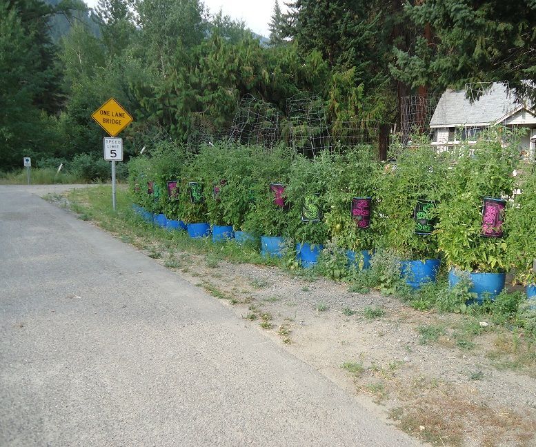 Tomato Tainer Grow HUGE Plants With Little Maintenance!