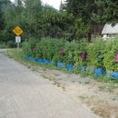 Tomato Tainer Grow HUGE Plants With Little Maintenance!
