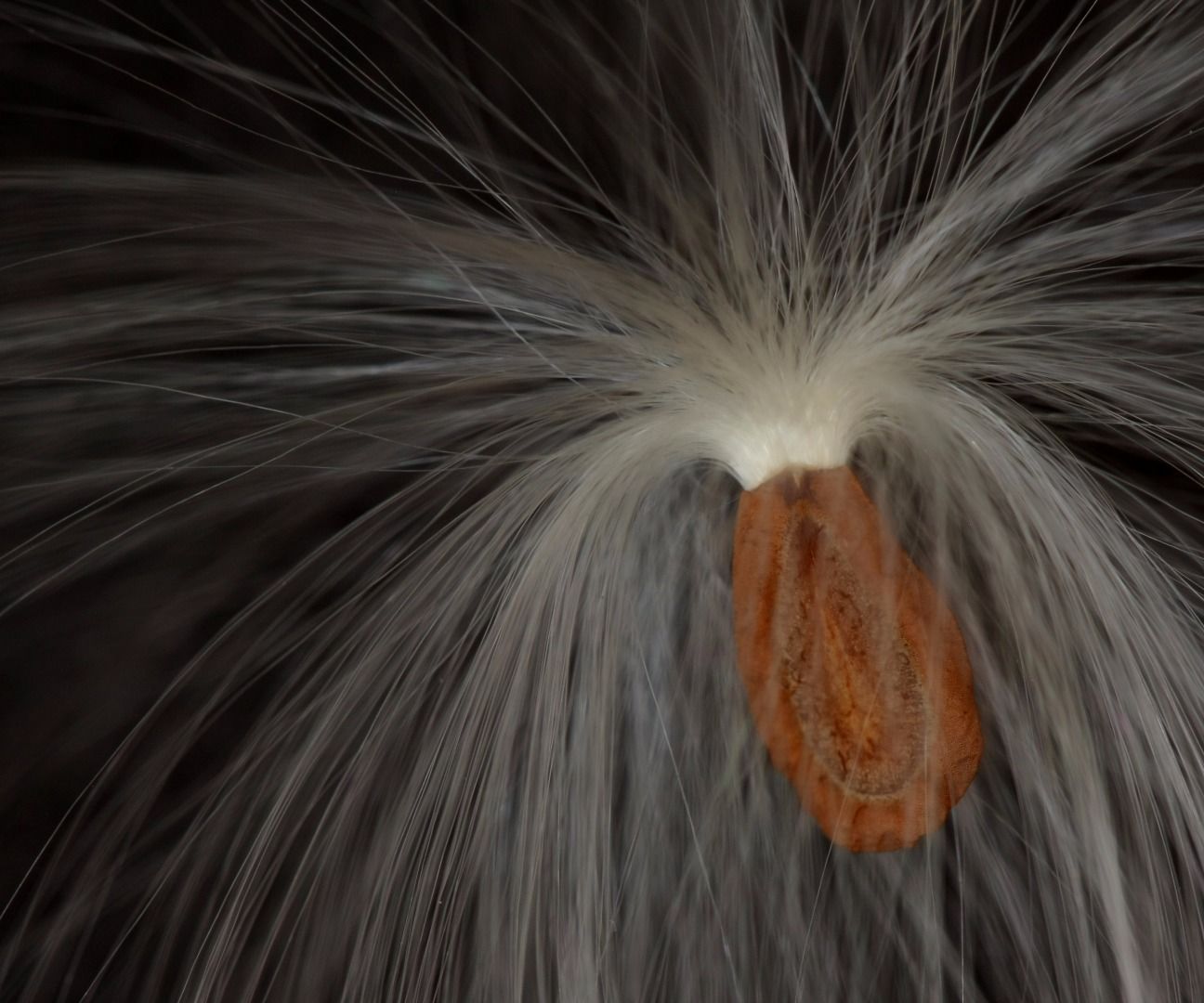 Milkweed Seed Separator 