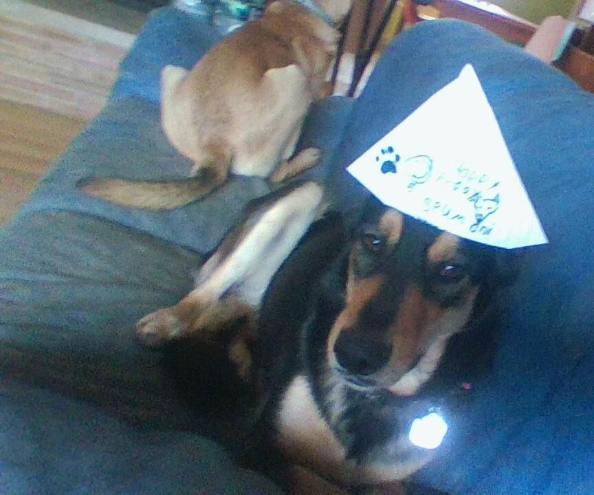 DIY Dog Birthday Hat Out of Paper!!!! (for Small Dogs) 4 Steps