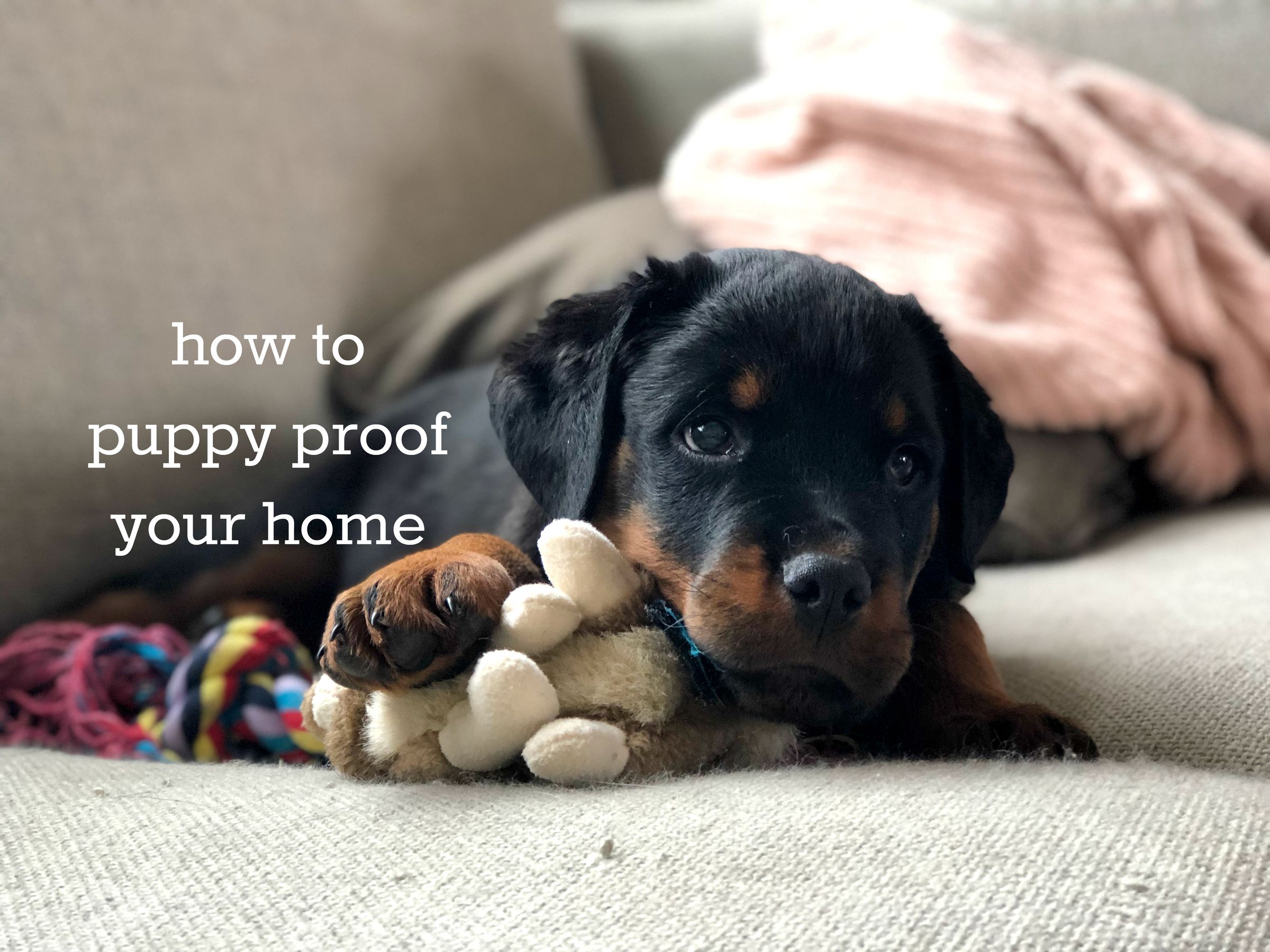 How to Puppy Proof Your Home 7 Steps (with Pictures) Instructables