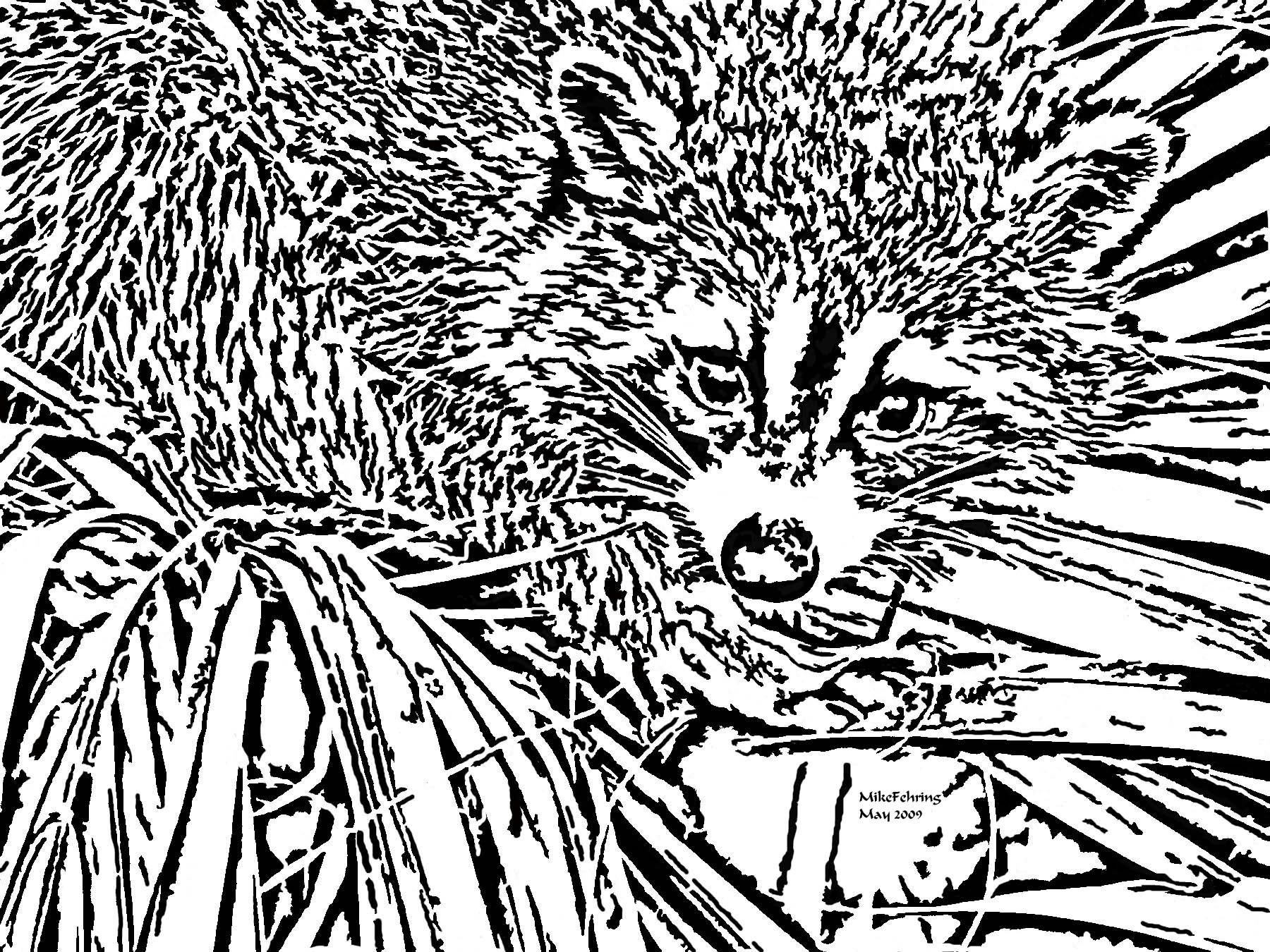 Native Critter: Raccoon, image size:1024x768