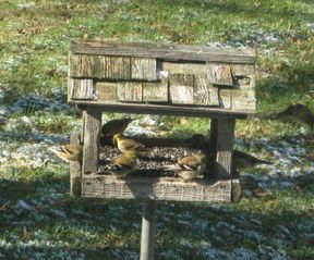 Open Bird Feeder