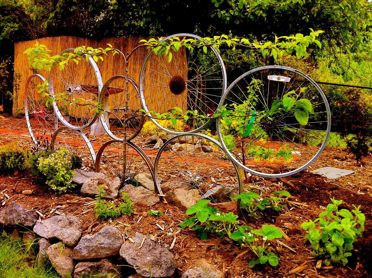 Training Wheels: Bike Wheel Trellis With Espalier Apple Tree