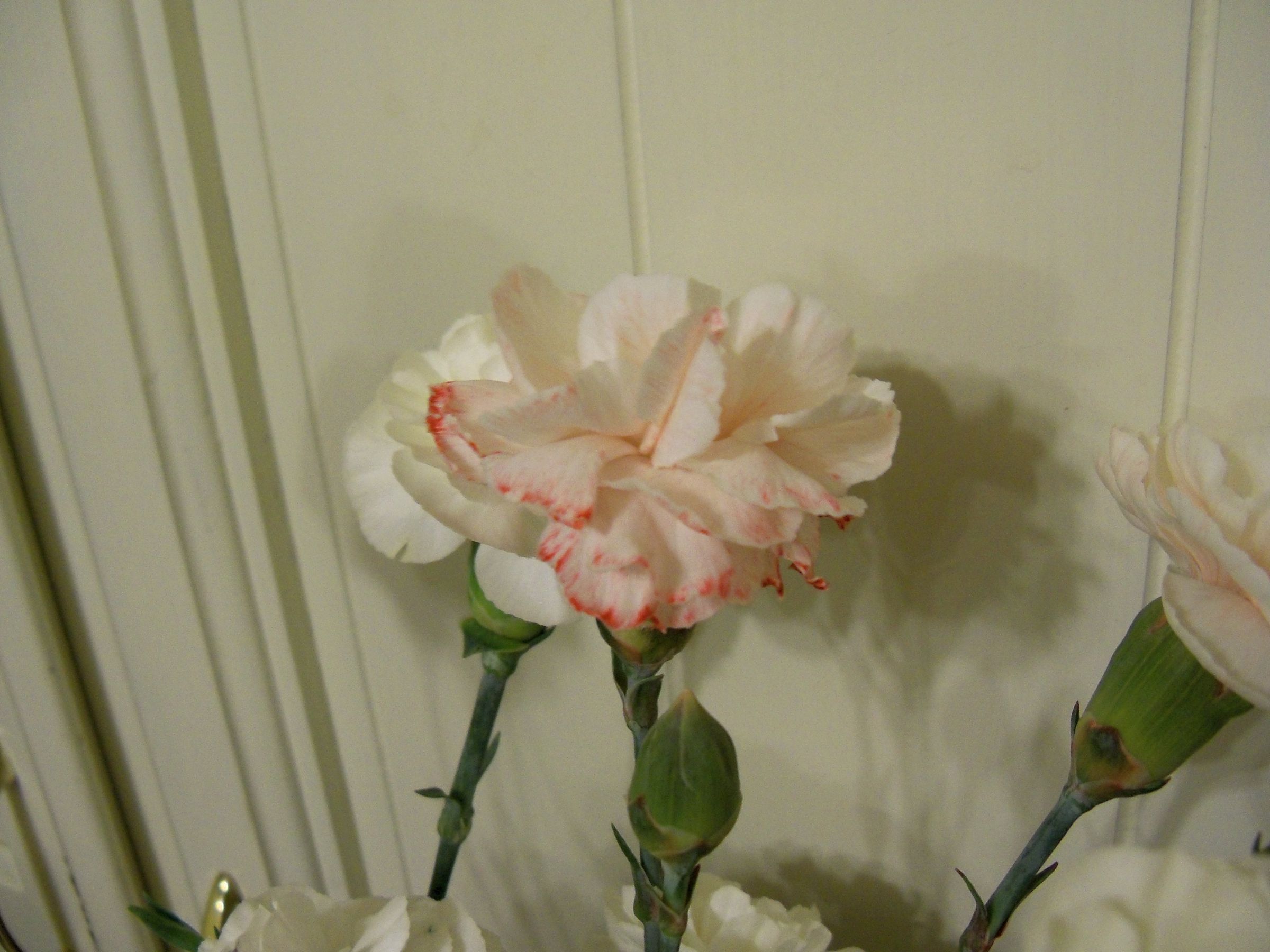 Make Multicolored Carnations . . . With Science! 5 Steps (with