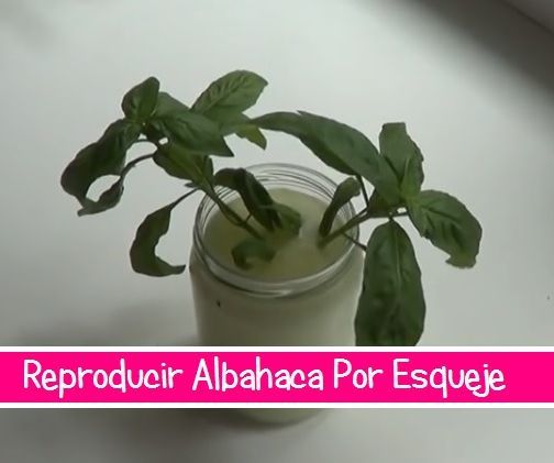 Como Reproducir Albahaca Por Esqueje