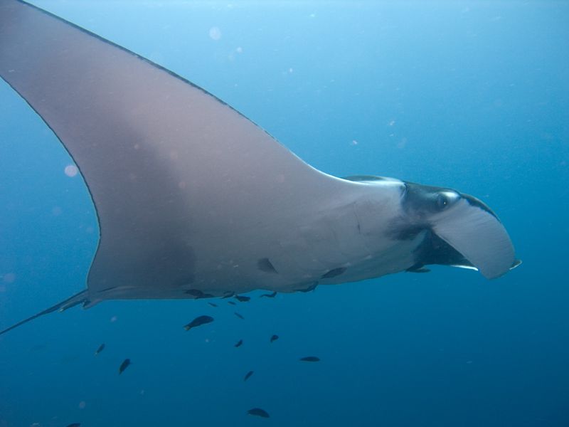 The Manta Drive: Proof-of-concept for an ROV Propulsion System.