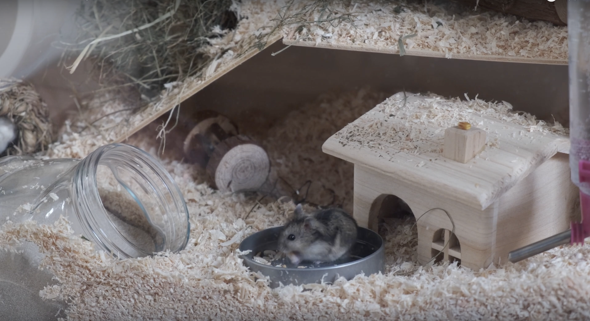 DIY Hamster Cage 4 Steps Instructables