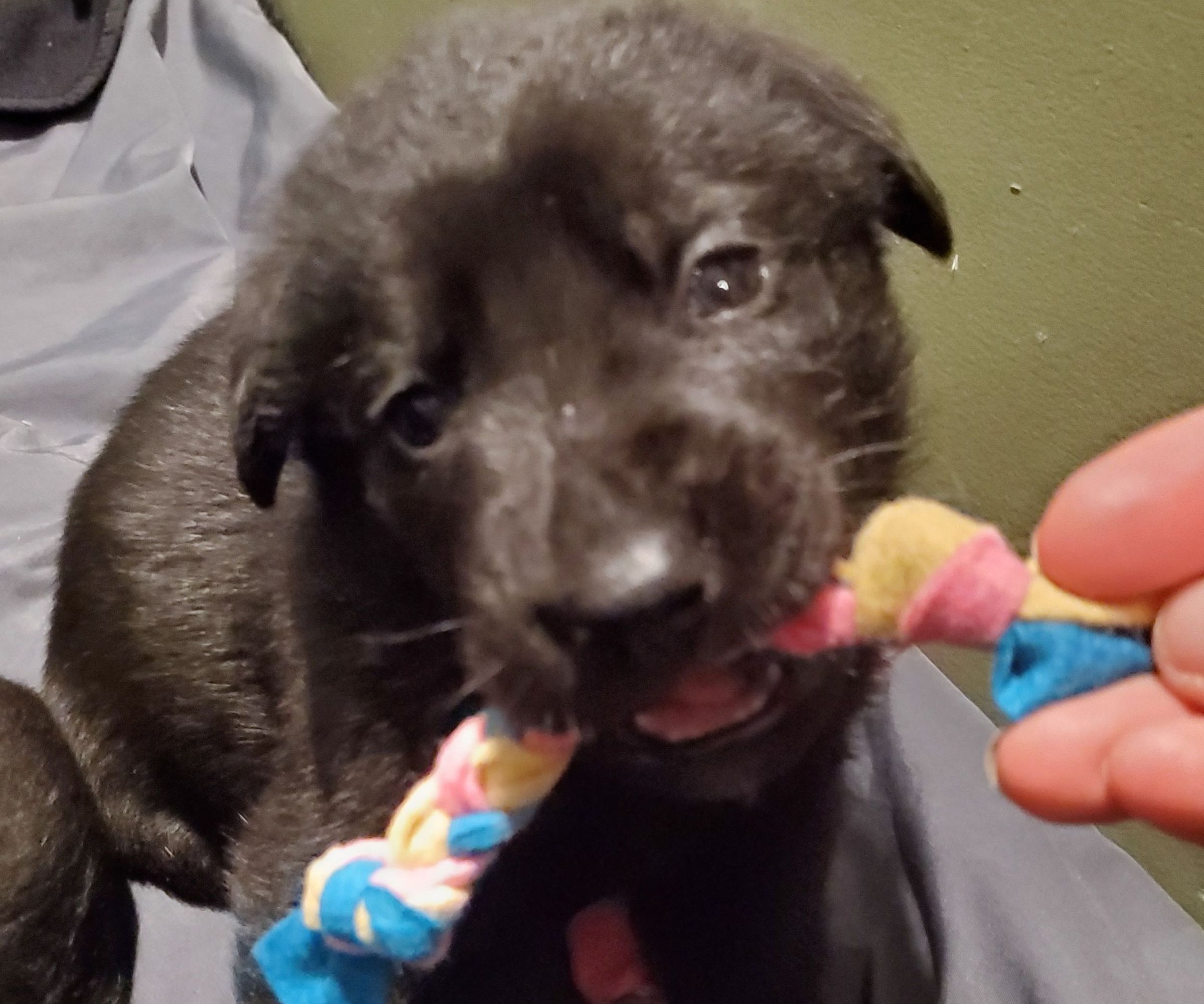 Wool Puppy Toys