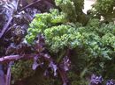 KALE CHIPS