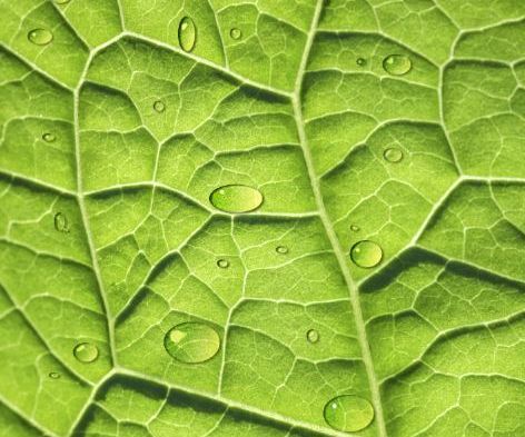 Photoshop: Water Droplets