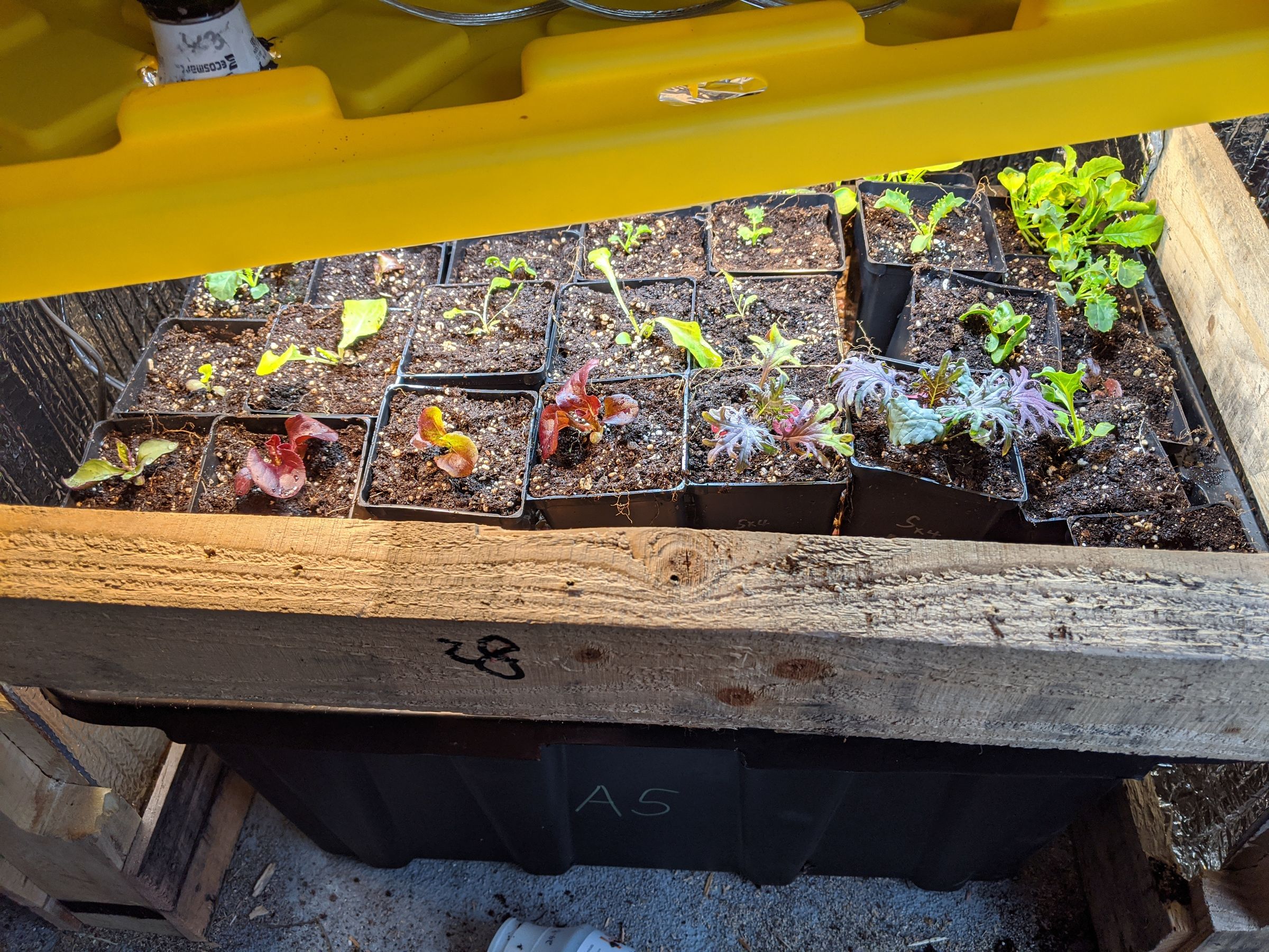 Much Lettuce Machine Aeroponic, Automatic Grow Box 6 Steps (with