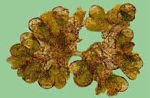 Choosing the Best Algae Strain for Algae Oil