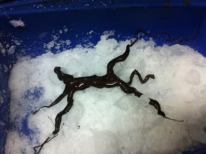 Chocolate Raspberry Tree