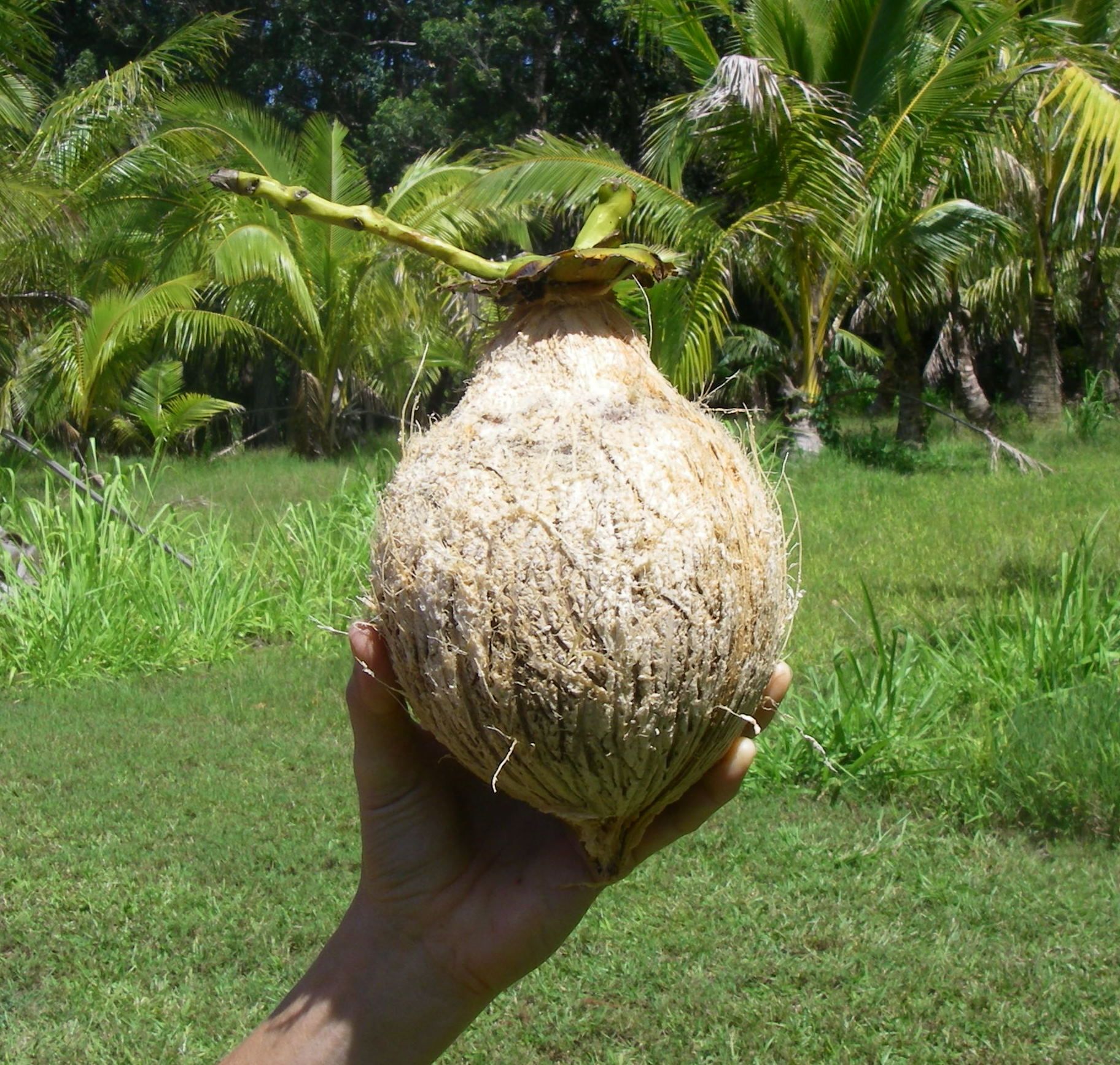 Husk a Coconut; Make Coconut Milk