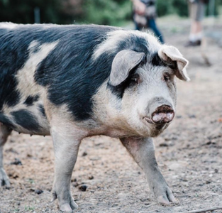 Manifest Destiny Meet Amish-ish Destiny - Real-life Homesteading Journey &Tips.