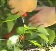 Organic Gardening Tips