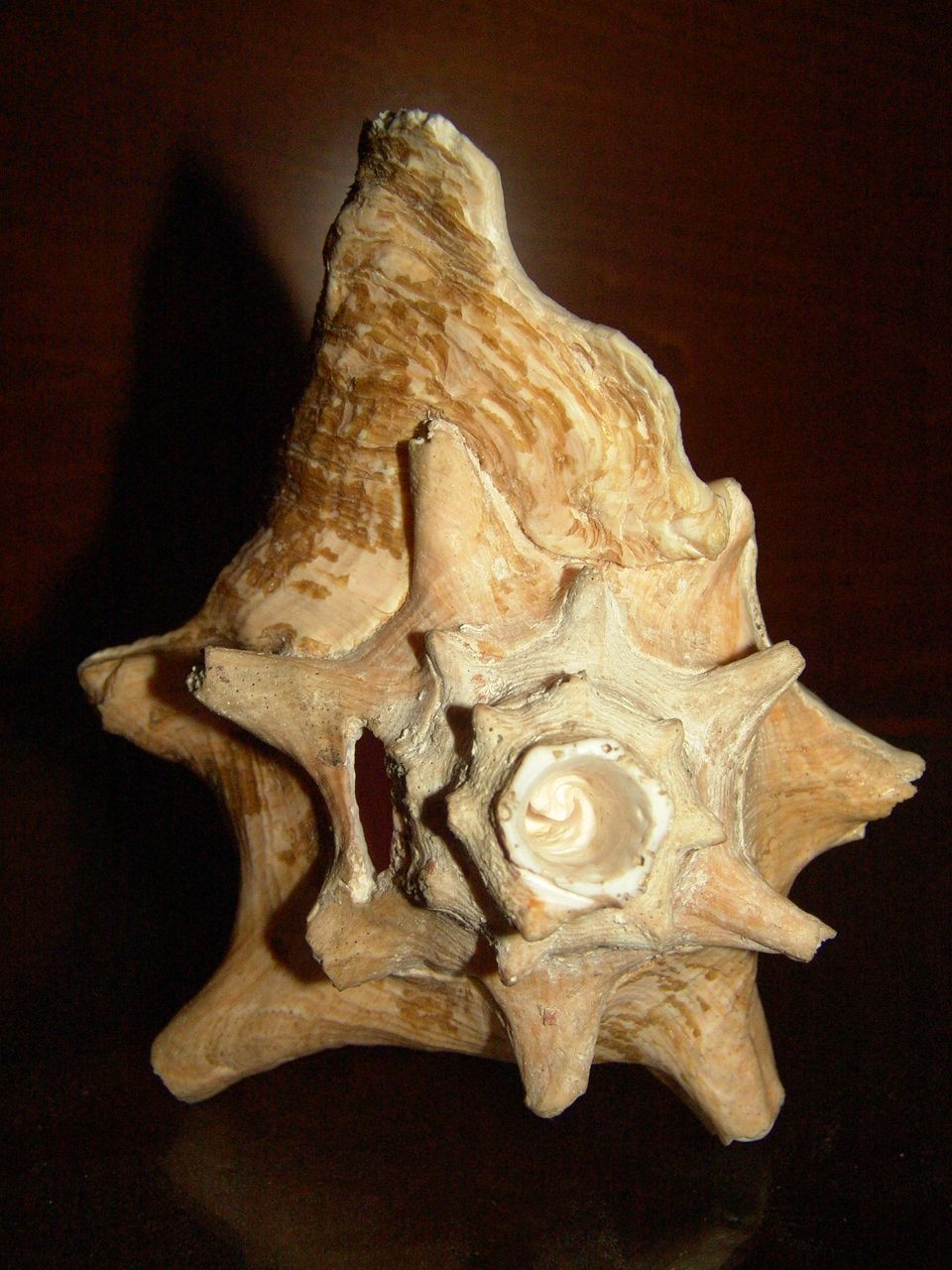 Conch Shell Horn : 3 Steps - Instructables
