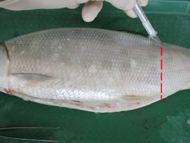 Fish Dissection! : 11 Steps (with Pictures) - Instructables