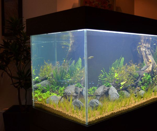 Build an Aquarium That Looks Good on Any Living Room