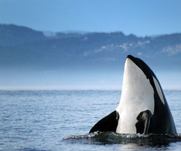 How to Make Money by Uploading Photos Online