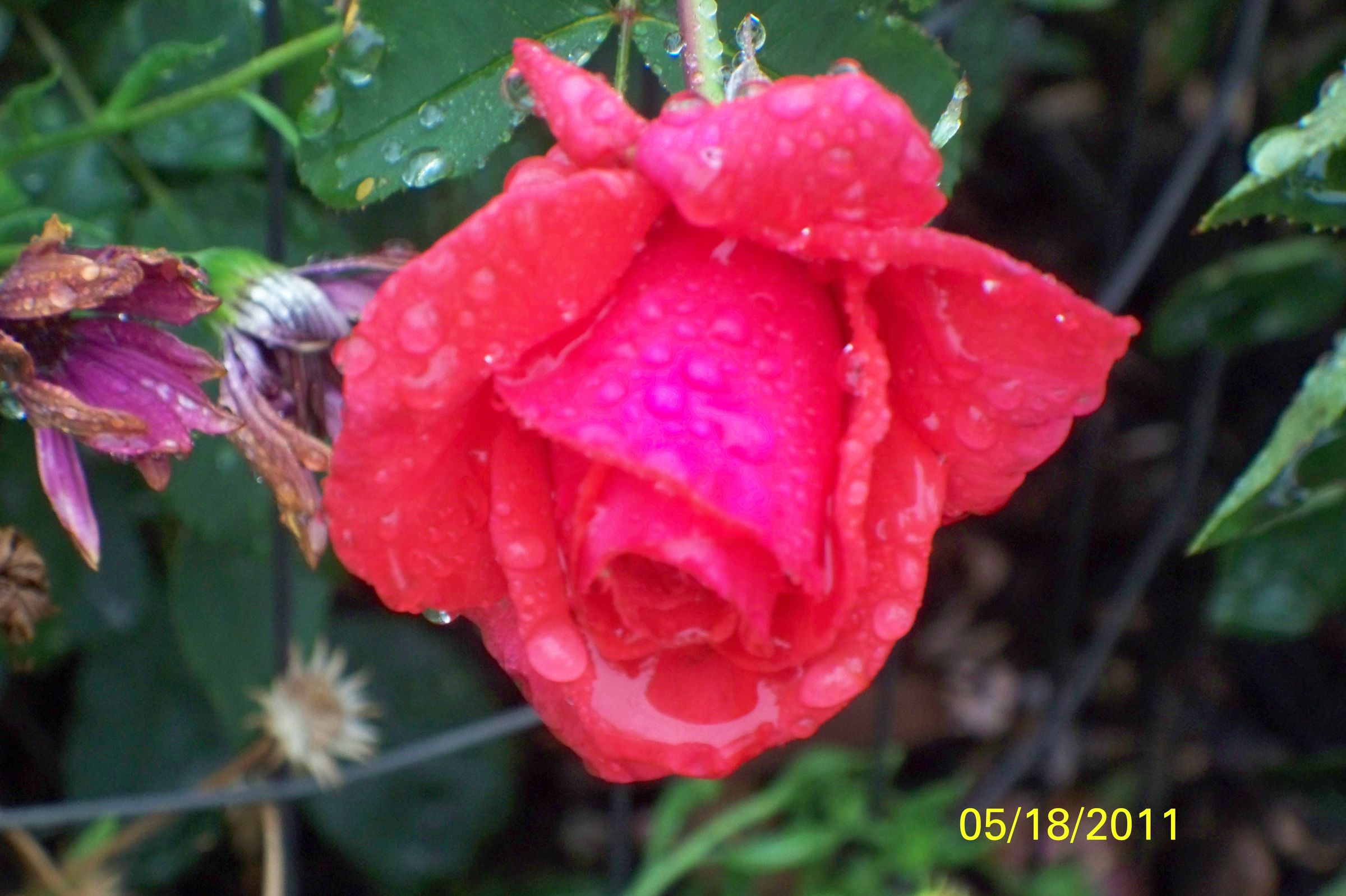 Red+Roses+Rain