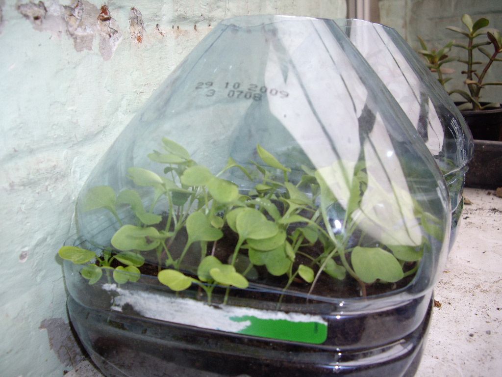Very Small GreenHouse