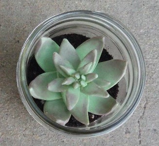 Edible Terrariums (chocolate Cake in Jar)