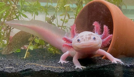 About the Axólotl