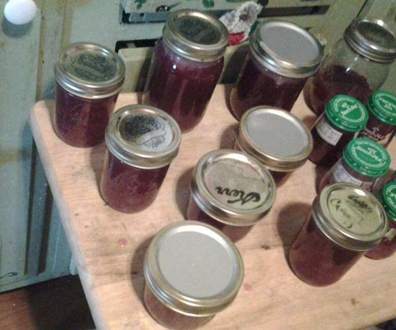 DIY Elderberry Cough Syrup and Tincture