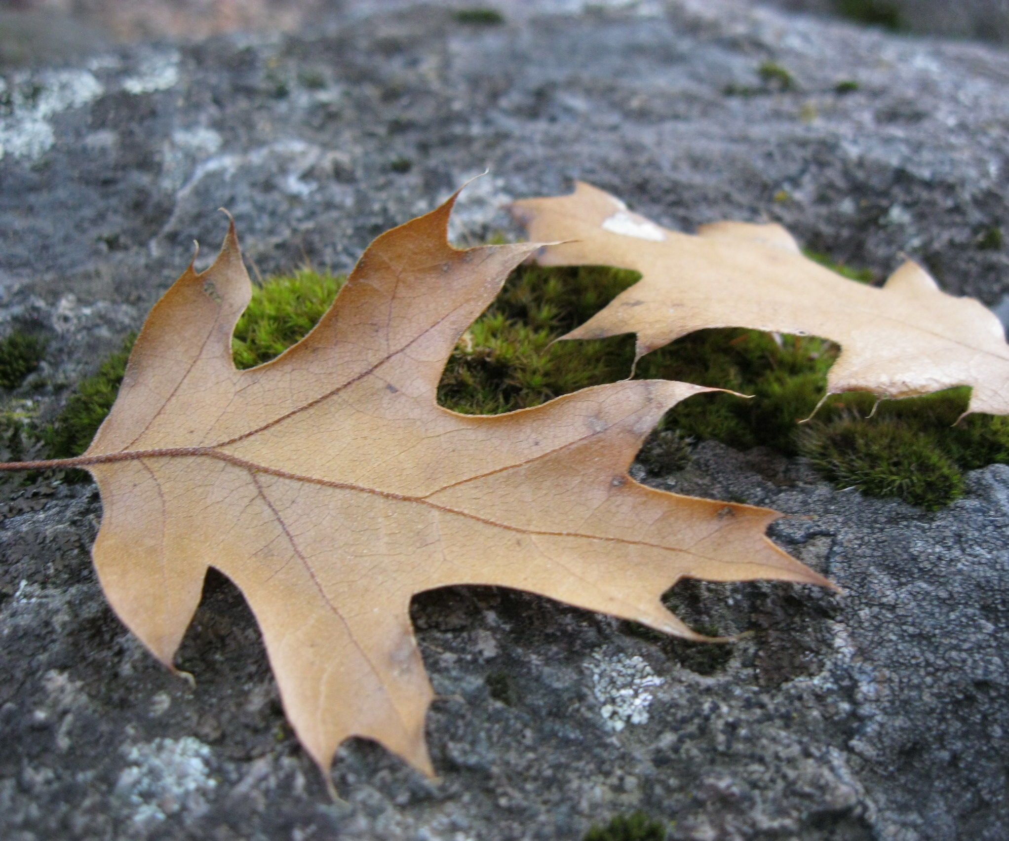 Fall Photo Shooting Tips! 