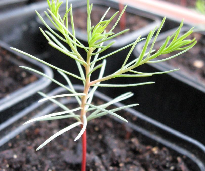 Grow Your Own Giant Sequoia Tree